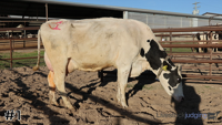 Cow#1