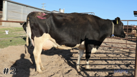 Cow#2