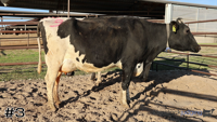 Cow#3