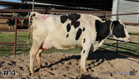 Cow#4