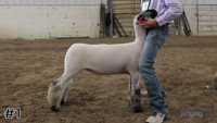 Ewe#1