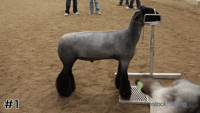 Lamb#1