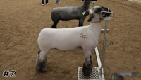 Lamb#2