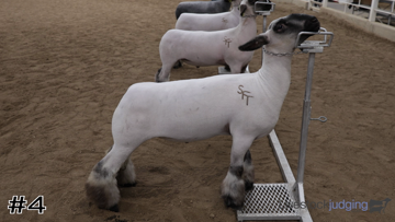 Market Lambs class from 2025 Flint Hills thumbnail