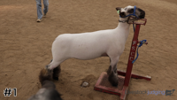 Lamb#1