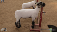 Lamb#2