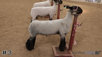 Lamb#3