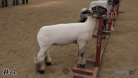 Lamb#4