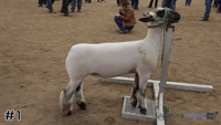 Lamb#1