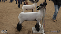 Lamb#2