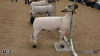 Lamb#3