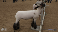 Lamb#4
