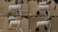 All Animals