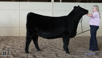 Heifer#1