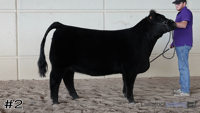 Heifer#2