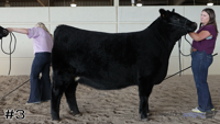 Heifer#3