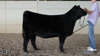 Heifer#4