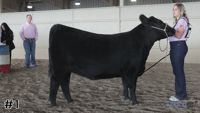 Heifer#1