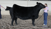 Heifer#2