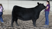 Heifer#3