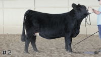 Heifer#2