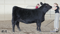 Heifer#4