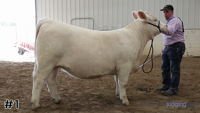Heifer#1