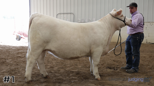 Class #5 Breeding Heifers thumbnail