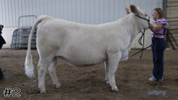 Heifer#2