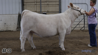 Heifer#3