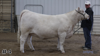 Heifer#4