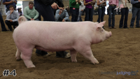 Gilt#4