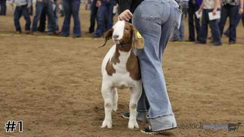 livestock judging