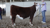 Heifer#2
