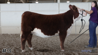 Heifer#3