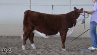 Heifer#4