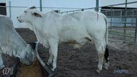 Heifer#1