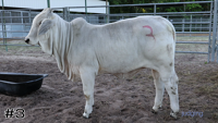 Heifer#3