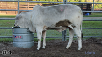 Heifer#4