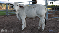 Heifer#5
