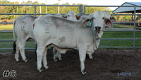 Heifer#6