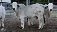 Heifer#7