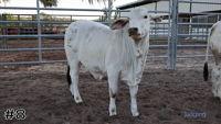 Heifer#8