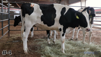 Heifer#4