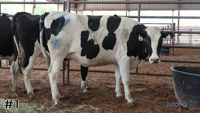 Heifer#1