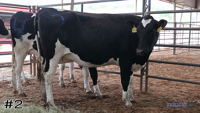 Heifer#2