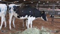 Heifer#3