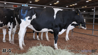 Heifer#4