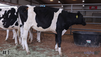 Heifer#1