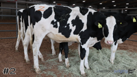 Heifer#2
